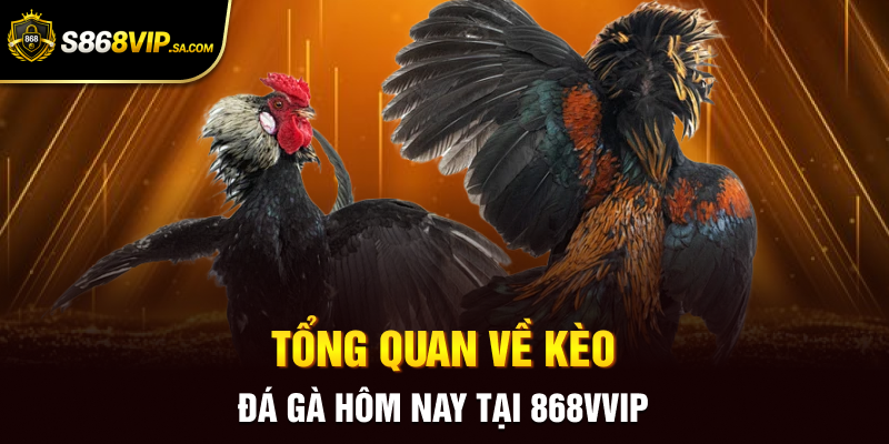 Tổng quan về kèo đá gà hôm nay tại 868vvip